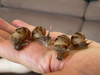 Oblovka síťkovaná (Lissachatina reticulata) 🐌 - 15