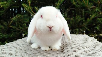 Zakrslý beránek, králíček, králík - WILLIAM - 15