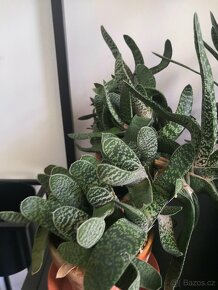 Nabízím gasterie, aloe, agave, chamaedora. - 15