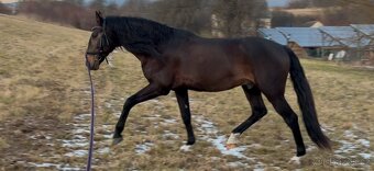 Extra Lusitano kobyla - 15
