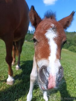 Pony valach wpbr - 15