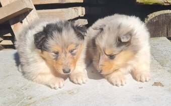 Kolie dlouhosrstá - 15