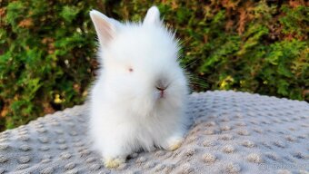 Zakrslý králík, králíček -(TEDDY)-HERBERT A HEIDY - 15