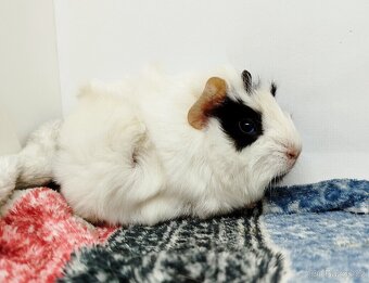 Morče, Morčata, Morčátko, Morčátka - GINA A GINA - 15