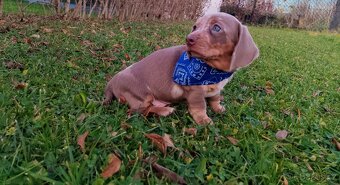 Trpasličí hladkosrstý jezevčík - 15