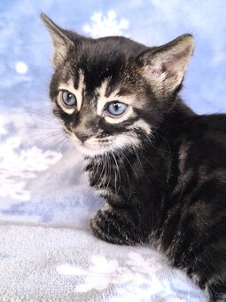 Bengálská kočka s Pp - 15