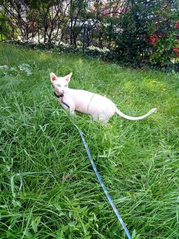 kocour Sphynx - 15