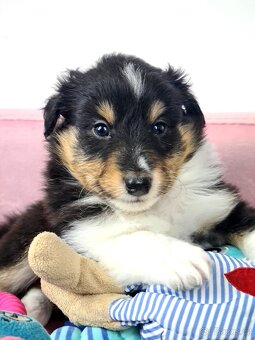 Owczarek szetlandzki piesek trikolor - 15