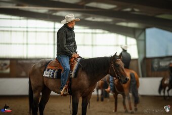 Připouštěni bay roan hřebcem Quarter horse - 15