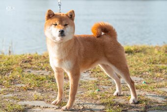 Shiba  štěňata s PP ODBĚR IHNED - 15