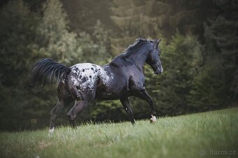 Připouštění hřebcem APPALOOSA - 15