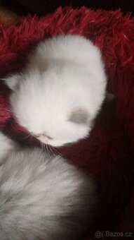 Perská koťata POSLEDNÍ HIMALÁJSKÝ kocourek......MODRÉ OČI - 15