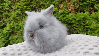 Zakrslý králík, králíček -(TEDDY)-FLORIAN - 15