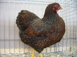 Slepičky Wyandotky zdrobnělé na vajíčka i na okrasu - 15