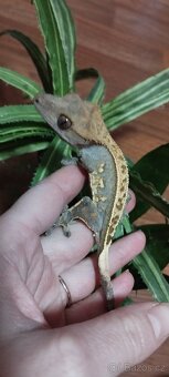 3.8.2 Correlophus ciliatus - Pagekon řasnatý - 15