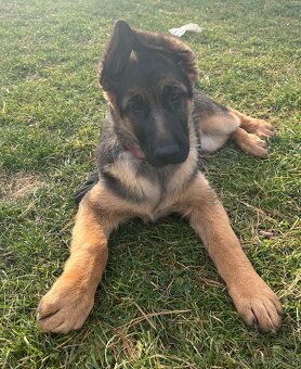 Německý ovčák - štěňata s PP - 15