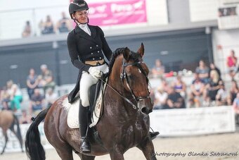 Lusitano hřebec PSL 2025 TOP drezurní linie - 15