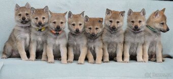 Československý vlčák - 15