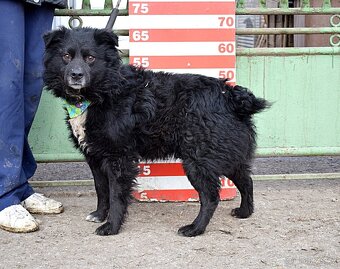 TICEAS K ADOPCI- 3 ROKY,TULÍCÍ ČERTÍK,HODNÝ,KLIDNÝ - 15