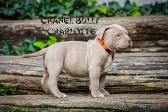 American bully XL/XXL - 15