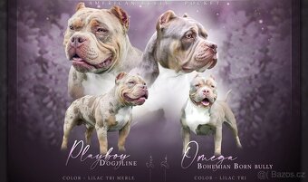 Štěňátka s PP - 15