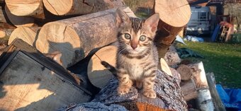 Kočka bengálská - 15