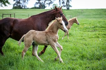 Pripúšťanie QH Palomino  -reining - 15