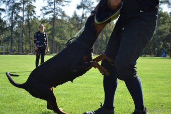 Dobrman - kvalitní štěňata s PP - 15