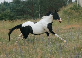 Připouštění plemenným hřebcem APH - 7-panel N/N - 15