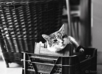 Hasselblad 500 C/M Konvolut – středoformátový set se 3 skly - 15