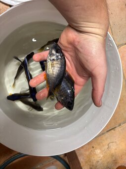 Tlamovci Malawi - 15