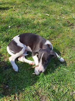 Whippet,Vipet s PP - 15
