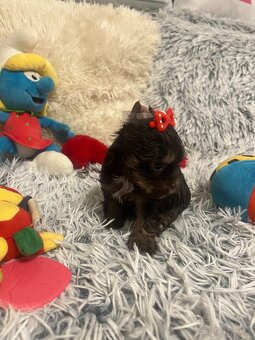 Jorkširský teriér s pp - 15