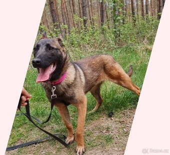 FREYA K ADOPCI - dokonalá parťačka - 15