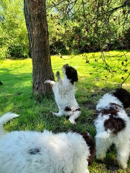 Lagotto romagnolo ( italský vodní pes) - 15