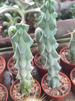 Kaktusy a sukulenty - 15