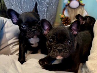 Francouzský buldoček – štěňátka - 15