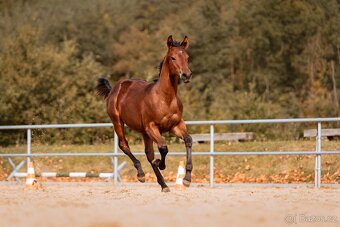 Appaloosa klisna - 15