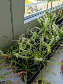 Rosnatka kapská, Drosera capensis - 15