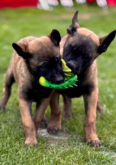 BELGICKÝ OVČÁK MALINOIS - ŠTĚŇATA - 15