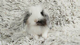Zakrslý beránek, králíček, králík - MINDY - 15