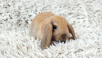 Zakrslý beránek, králíček, králík - JIJI - 15