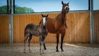 Roční American Quarter Horse black klisna, vnučka Gunnera - 15