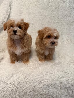 Maltipoo - 15