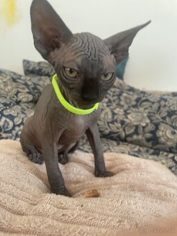Kočičky Sphynx - 15