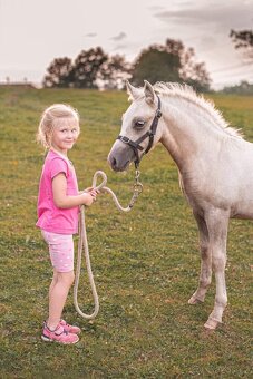 Valašek Český sportovní pony - 15