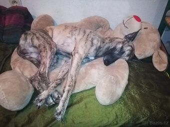 Whippet štěňátka bez PP po rodičích s PP ( FCI). - 15