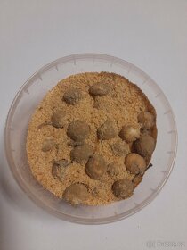 Rohlíkové boilies - 15