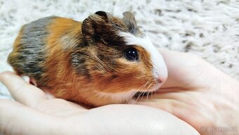 Morče, Morčata, Morče, Morčata - JACOB A JAMES - 15