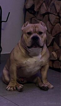 AMERICAN BULLY POCKET KRYTÍ - 15